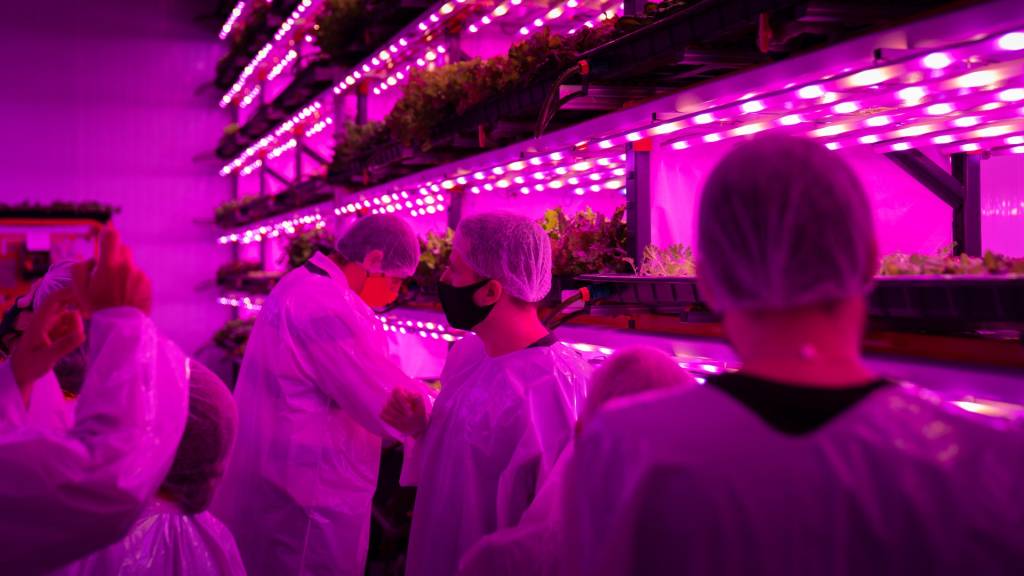 Produção da Pink Farms (Dan Magatti/Divulgação)