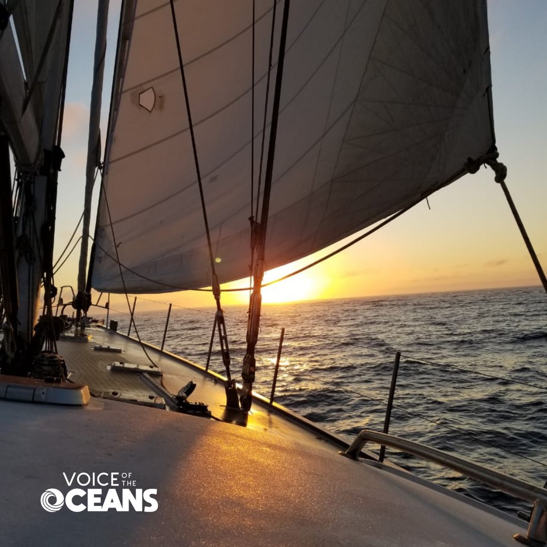 Reprodução/Facebook/@voiceoftheoceans