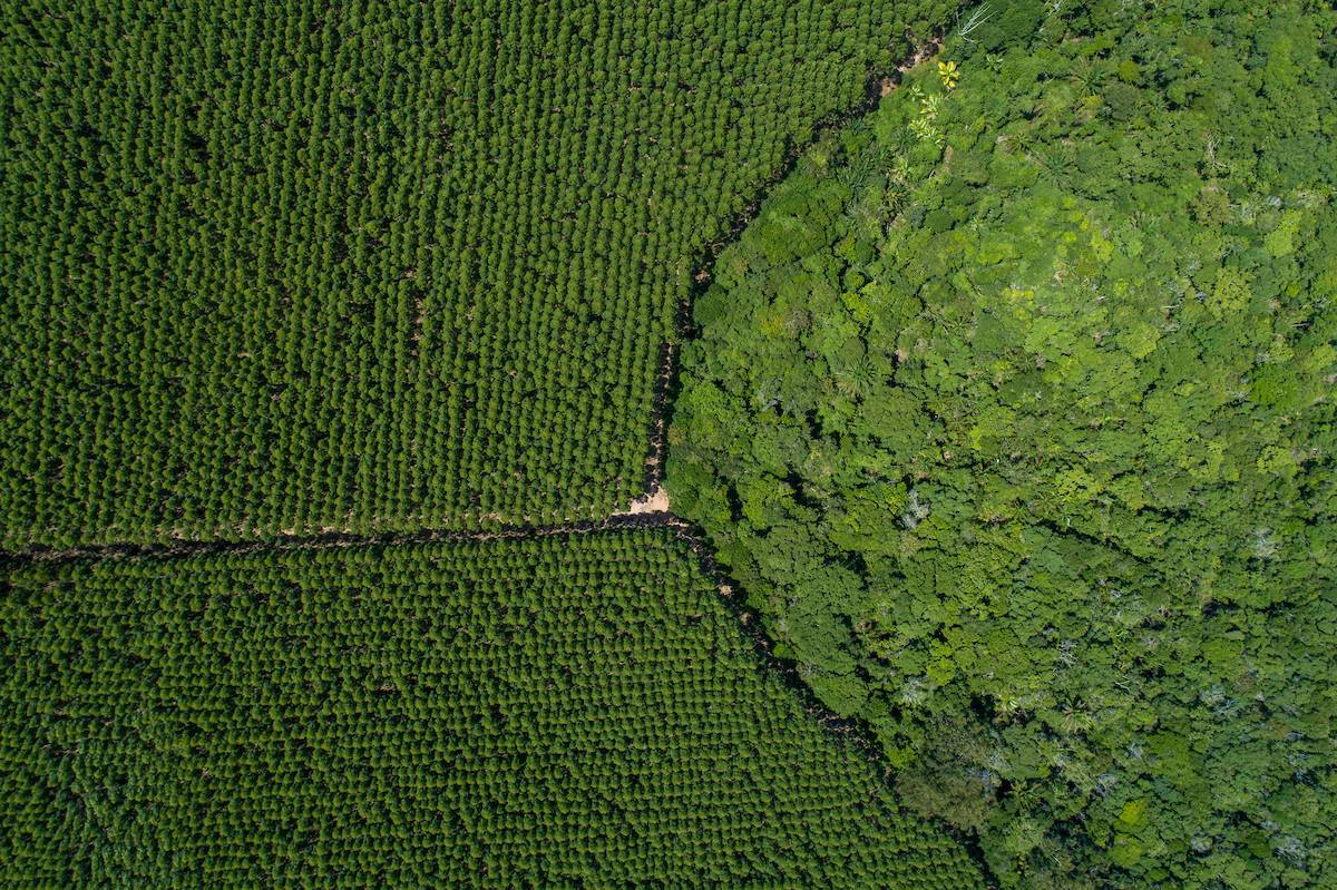 Floresta plantada pela Suzano em Mucuri, na Bahia (Foto: Divulgação)