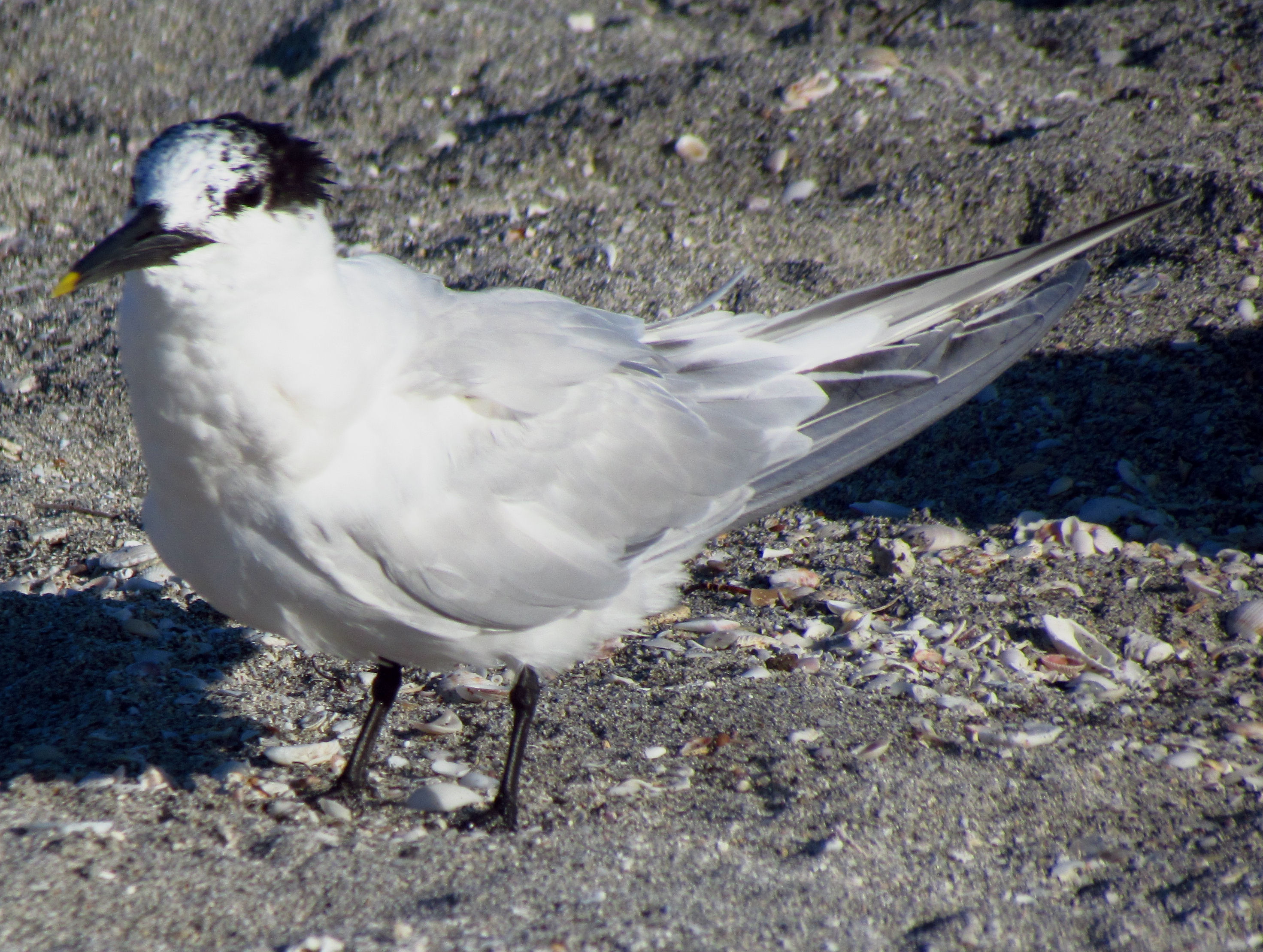 Thalasseus_acuflavidus (Foto: Wikimedia Commons)