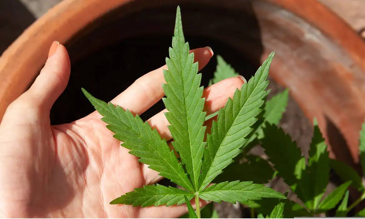 (Foto: lovingimages/Pixabay)