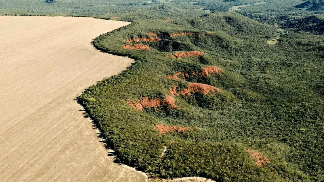 (Adriano Gambarini/WWF Brasil/Divulgação)