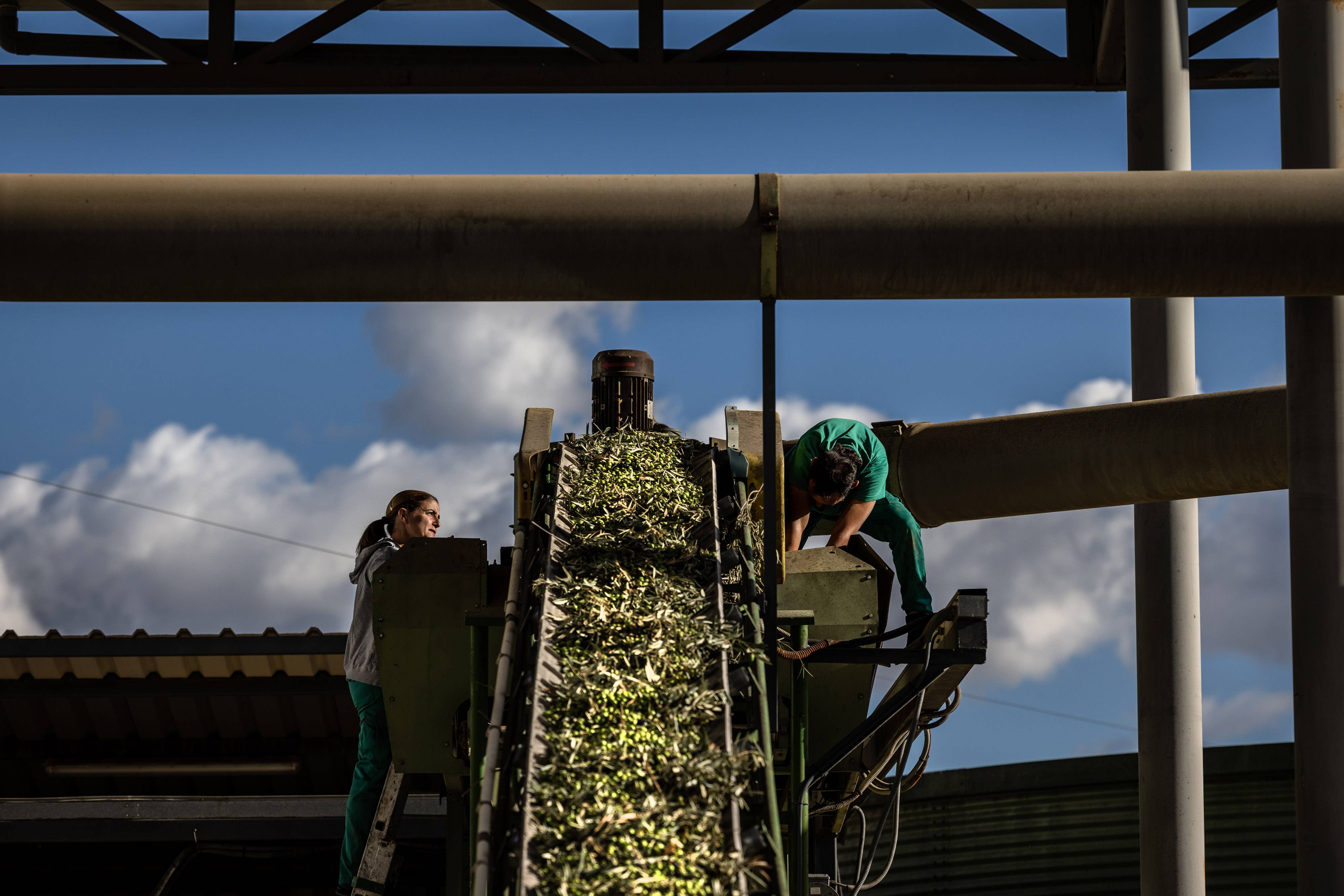 Azeitonas colhidas antes da moagem em um moinho de azeite na Espanha (Angel Garcia/Bloomberg)