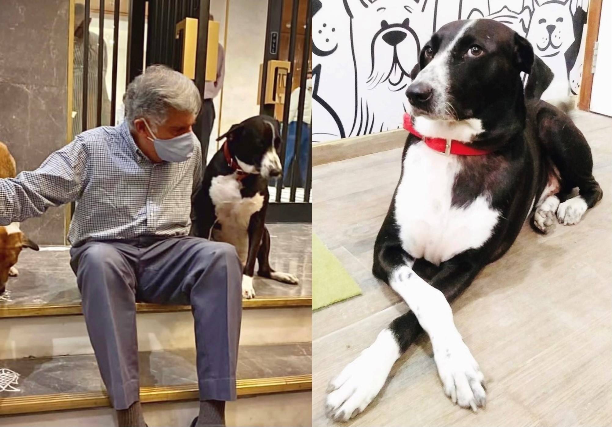 Milionário Ratan Tata e o cachorro dele Goa. Foto: Reprodução