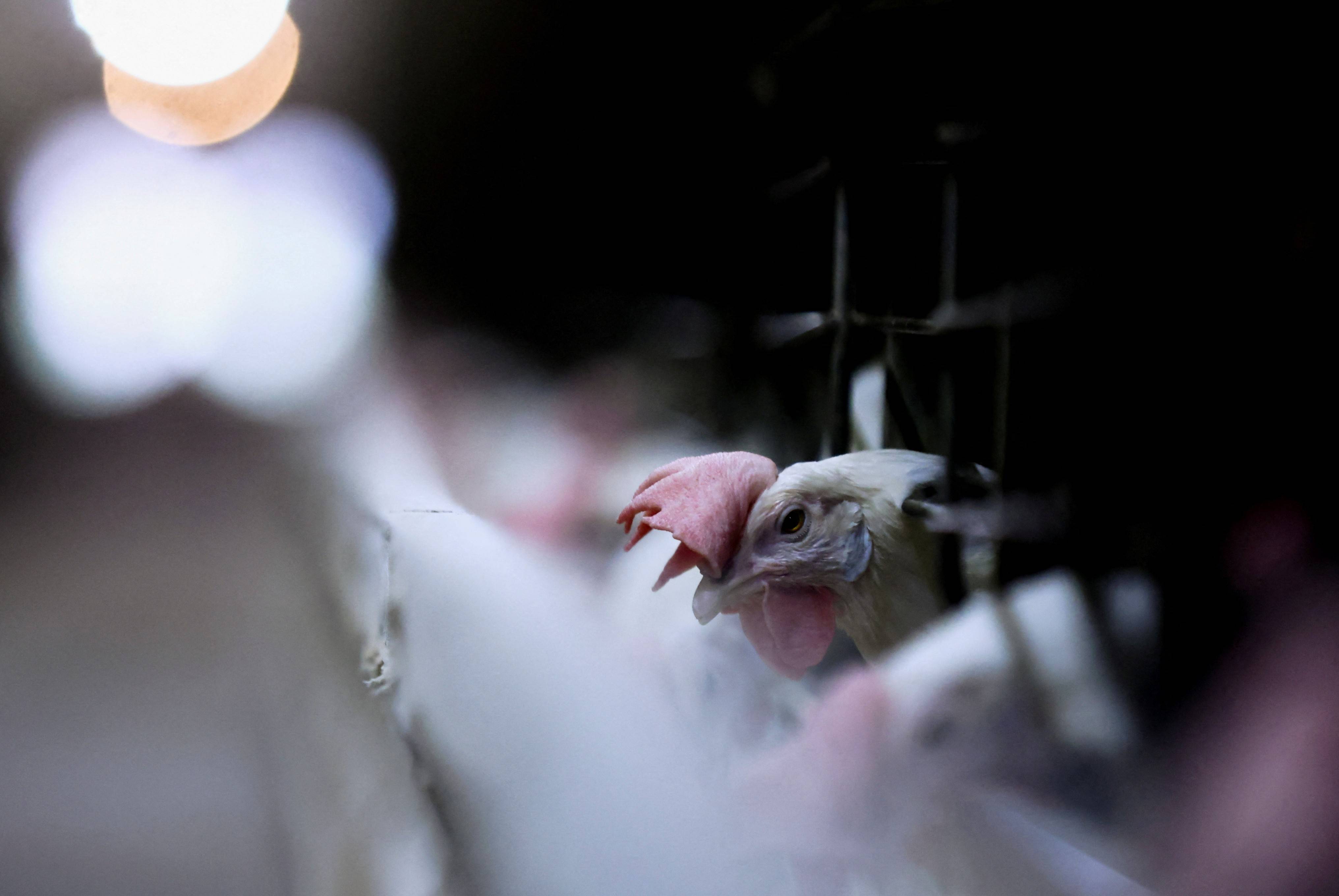 Galinhas em granja (Crédito: Reuters)