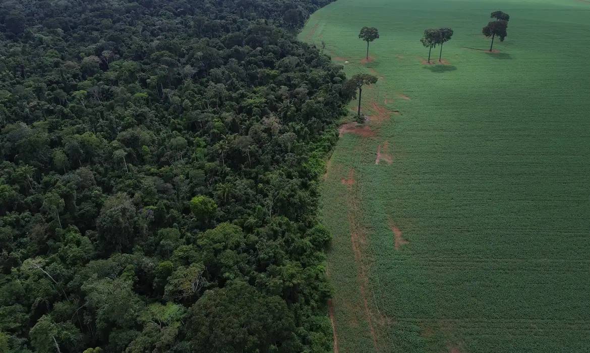 Floresta, Amazônia