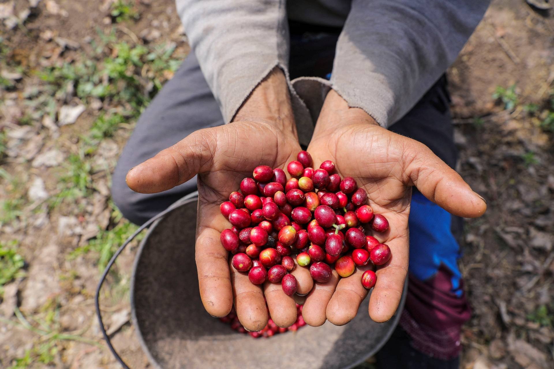 Brasil exporta  8,1 milhões de sacas de café para os EUA. (Foto: REUTERS/Khaled Abdullah)