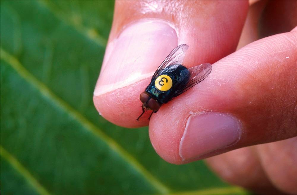 Uma foto sem data fornecida pelo Departamento de Agricultura dos EUA mostrando um macho estéril de bicheira. A secretária de Agricultura, Brooke Rollins, anunciou em junho de 2025 uma iniciativa de US$ 8,5 milhões com sede no Texas que produzirá moscas machos estéreis de bicheira e as lançará em áreas afetadas. As moscas fêmeas acasalam apenas uma vez na vida, então as moscas estéreis eventualmente dominam e erradicam a praga. A mosca parasita que ataca animais de sangue quente foi eliminada dos Estados Unidos na década de 1960, mas está se aproximando da fronteira entre o Texas e o México. (Peggy Greb/Departamento de Agricultura dos EUA via The New York Times) - USO EDITORIAL SOMENTE - VENDAS PROIBIDAS