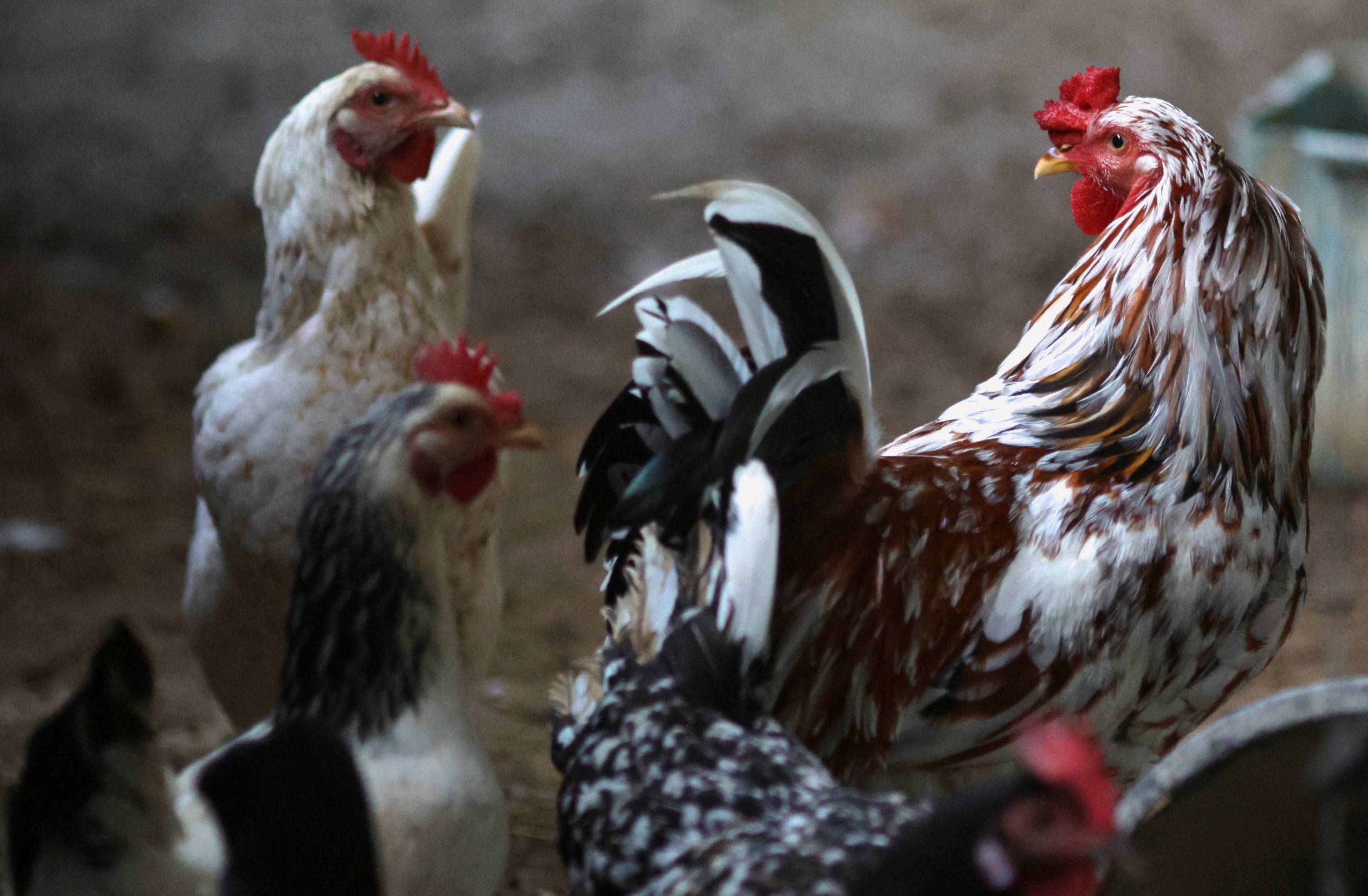 Galinheiro em fazenda de criação de aves privada no Rio de Janeiro. REUTERS/Ricardo Moraes