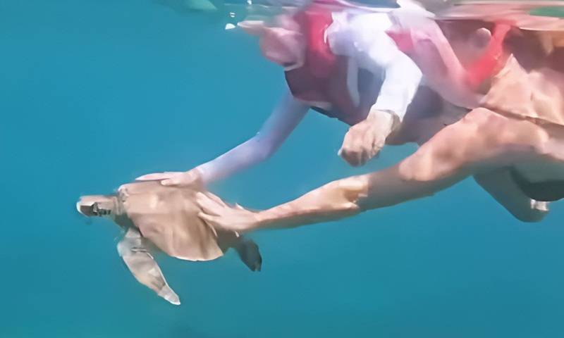 Turista é multada por tocar em tartaruga em Fernando de Noronha