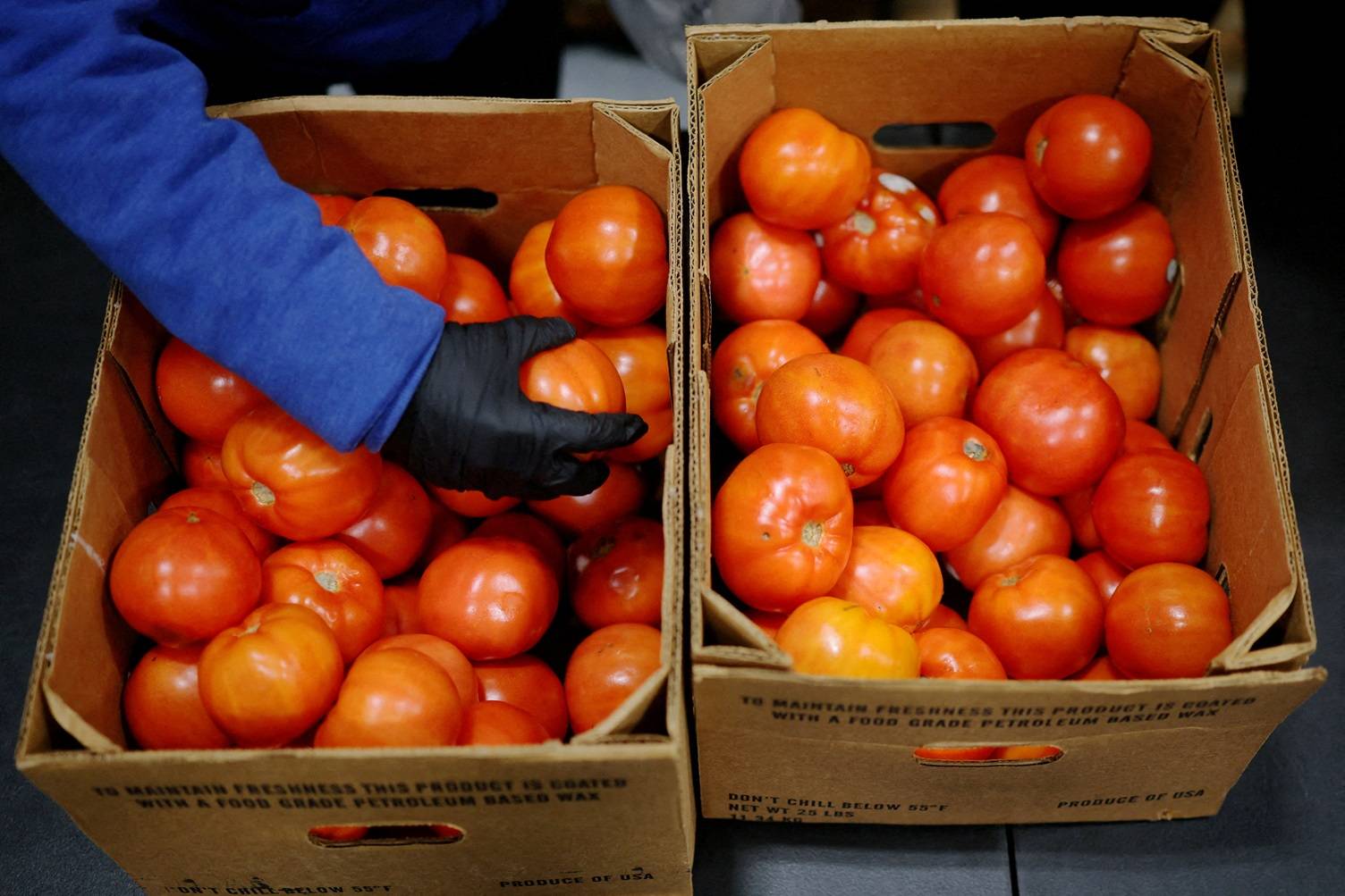 Trabalhadores separam tomates na despensa de alimentos da La Colaborativa, enquanto os benefícios de auxílio alimentar, incluindo os pagamentos do SNAP, serão suspensos a partir de 1º de novembro devido à paralisação do governo dos EUA, em Chelsea, Massachusetts, EUA, 29 de outubro de 2025. REUTERS/Brian Snyder