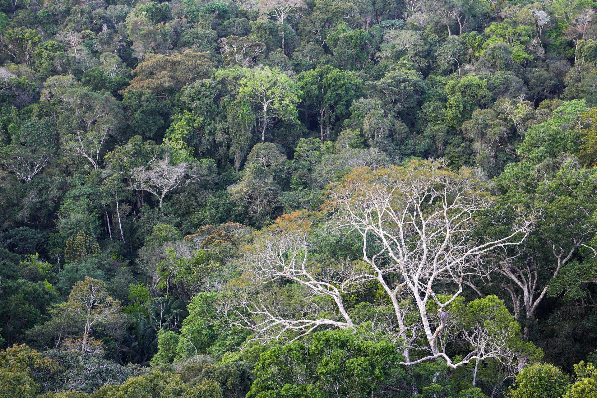 Floresta Amazônica (Foto: Divulgação/BNDES)
