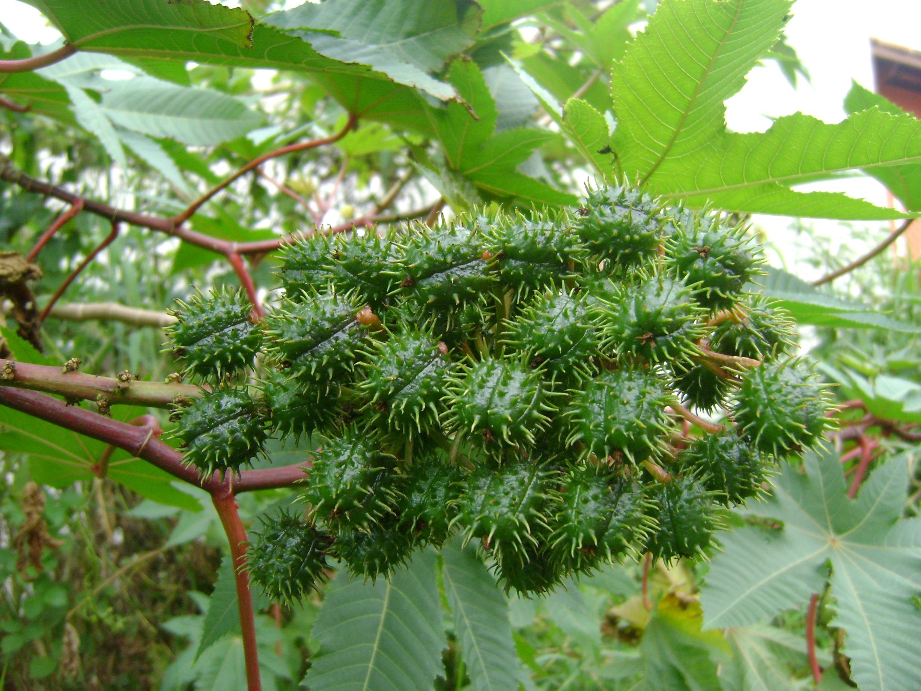 Ricinus communis, conhecida popularmente como Mamona (Foto:  Onjacktallcuca / Domínio Público)